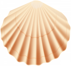 Seashell Transparent PNG Clip Art Image | Gallery Yopriceville ...