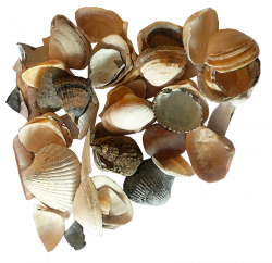 Seashell Clip art - A pile of seashells 800*776 transprent Png Free ...