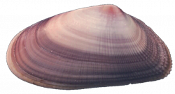Purple Clam Seashell by jeanicebartzen27 on DeviantArt