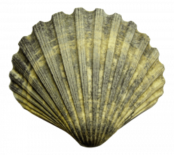 Seashell Clip art - seashell 850*760 transprent Png Free Download ...