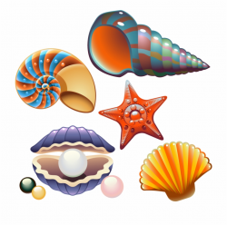Clam Seashell Nautilidae Clip Art - Collection Of Shells ...