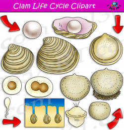 Clam Life Cycle Clipart Set Download