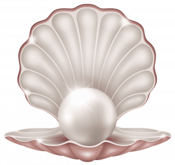 beautiful clam with pearl png - Free PNG Images | TOPpng