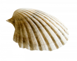 WPD Ocean Blues el.5.png | Clip art and Album