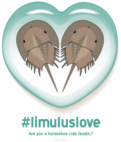 Limulus Love