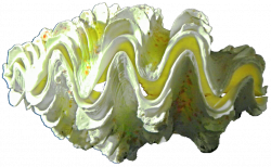 Green Ruffled Clam Shell by jeanicebartzen27 on DeviantArt
