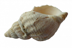 Clam PNG HD Transparent Clam HD.PNG Images. | PlusPNG