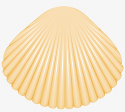 Clam Shell Png Clip Art - Love Live! Transparent PNG ...