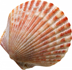 Image result for beautiful seashell no background | Seashells ...