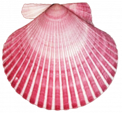 Seashell Clam Bivalvia Clip art - seashell 927*861 transprent Png ...