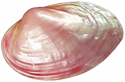 Light Pink Clam Shell by jeanicebartzen27 on DeviantArt