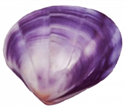 Purple Clam Shell by jeanicebartzen27 on DeviantArt