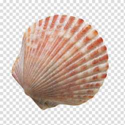 Red and white shell, Seashell Sand , Beach shells ...