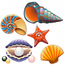 Clam Seashell Nautilidae Clip art - Sea shells and creative class ...