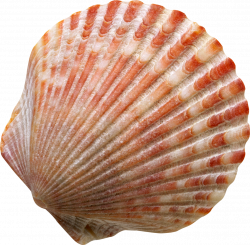 Seashell Clip art - Shell 1098*1080 transprent Png Free Download ...