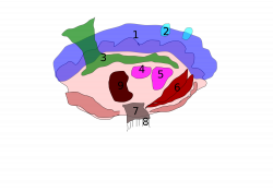 File:Giant clam anatomy.svg - Wikimedia Commons