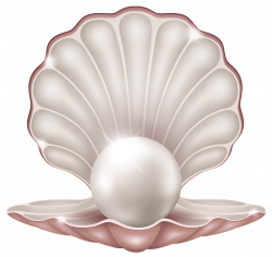 Clam Pearl Seashell Clip art - Pearl Shell Cliparts png ...