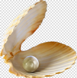 White pearl and shell, Oyster Pearl Seashell , seashell ...