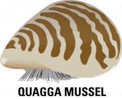 28+ Collection of Zebra Mussels Clipart | High quality, free ...