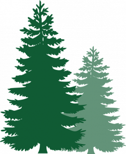 Free Image on Pixabay - Pine Trees, Spruce Trees | Pinterest ...