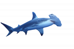 Hammerhead Shark Clip Art | SEA ANIMALS CLIP ART | Pinterest ...
