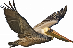 Brown Pelican In Flight Icons PNG - Free PNG and Icons Downloads