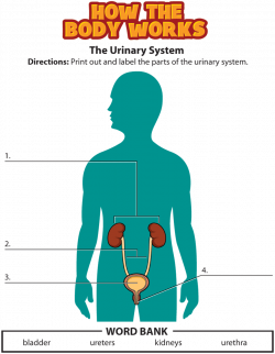 urinary system activity.png | School - science | Pinterest ...