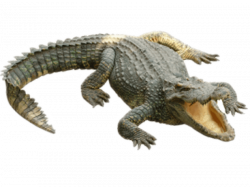 Crocodiles Alligators Clip art - COCODRILO 850*637 transprent Png ...