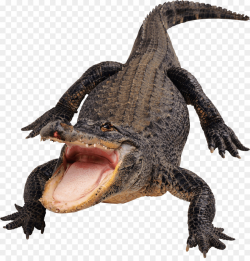 Alligator Cartoon clipart - Crocodile, Lizard, transparent ...