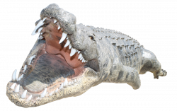 Crocodile PNG images free download, gator PNG, aligator