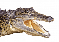Crocodile Head Left transparent PNG - StickPNG