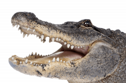 Crocodile Head Right transparent PNG - StickPNG