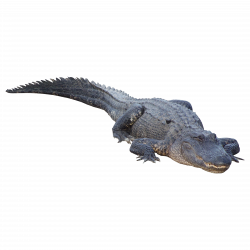 Crocodile PNG images free download, gator PNG, aligator