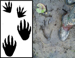 Free Lizard Footprints Cliparts, Download Free Clip Art ...