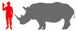 size rhino compared human - Google Search | Young Audience Project ...
