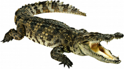 crocodile - Sticker by Taliafera