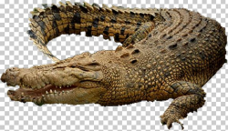 Alligators Nile Crocodile Saltwater Crocodile PNG, Clipart ...