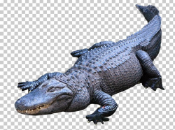 American Alligator Crocodiles Nile Crocodile PNG, Clipart ...