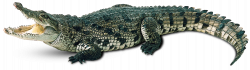 Crocodile-Free-PNG-Image.png (2470×700) | animals | Pinterest ...