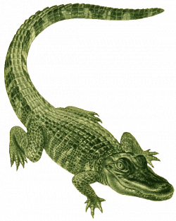 alligator images clip art | Left click to view full size | Projects ...