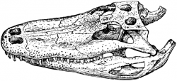 Alligator Skull | ClipArt ETC