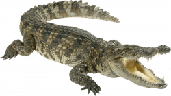 green crocodile png - Free PNG Images | TOPpng