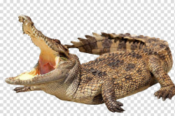 Crocodile Alligator .xchng , Wild crocodile transparent ...