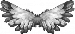 Angel Wings Feathers transparent PNG - StickPNG