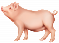 PIg PNG Clip Art Image | Gallery Yopriceville - High-Quality Images ...