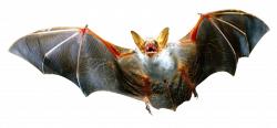 Flying Bat PNG Image - PurePNG | Free transparent CC0 PNG Image Library