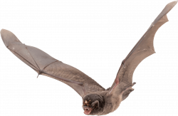 Bat Large Wings transparent PNG - StickPNG