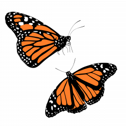 Clipart - Monarch butterflies