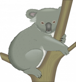 Koala Clipart - Graphics of Koalas