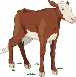Brown And White Baby Cow Clip Art at Clker.com - vector clip art ...